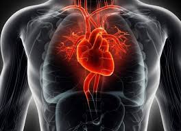 Recardio A szív és a kardiovaszkuláris rendszer megfelelő működésének kiegészítése
